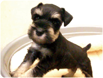 ミニチュアシュナウザー