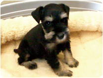 ミニチュアシュナウザー by イズミペット（岐阜）