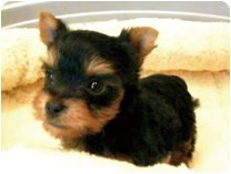 ヨークシャーテリア by イズミペット（岐阜）