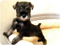 ミニチュアシュナウザー