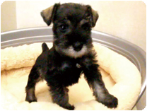 ミニチュアシュナウザー by NIPPON PET（大垣）