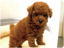 トイプードル by NIPPON PET（大垣）