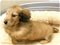 カニンヘンダックスフンド by NIPPON PET（大垣）