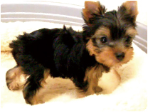 ヨークシャーテリア by NIPPON PET（大垣）