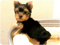 ヨークシャーテリア