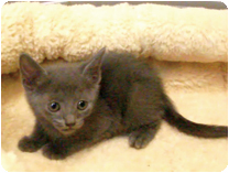 ロシアンブルー by NIPPON PET（大垣）