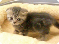 スコティッシュフォールド