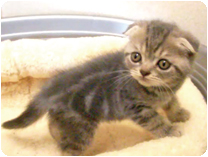 スコティッシュフォールド by NIPPON PET（大垣）