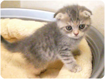 スコティッシュフォールド