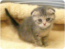 スコティッシュフォールド by NIPPON PET（大垣）