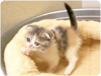 スコティッシュフォールド