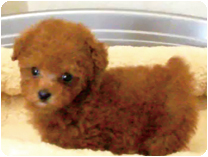 トイプードル