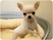 チワワ（スムースコート） by イズミペット（岐阜）