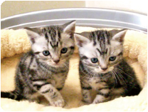 アメリカンショートヘアー