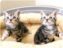 アメリカンショートヘアー by NIPPON PET（大垣）