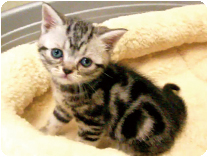 アメリカンショートヘアー