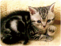 アメリカンショートヘアー by NIPPON PET（大垣）