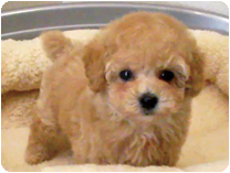 トイプードル by NIPPON PET（大垣）