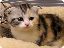 スコティッシュフォールド