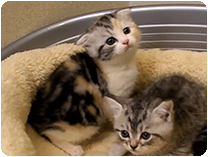 スコティッシュフォールド by NIPPON PET（大垣）