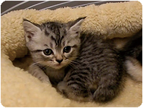 スコティッシュフォールド