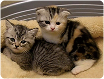 スコティッシュフォールド by NIPPON PET（大垣）