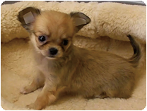 チワワ（ロングコート）