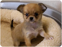 チワワ（ロングコート） by イズミペット（岐阜）