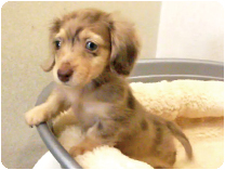 カニンヘンダックスフンド