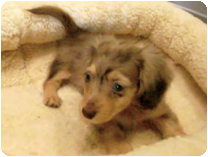 カニンヘンダックスフンド by イズミペット（岐阜）