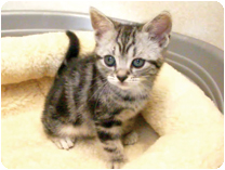 アメリカンショートヘアー by イズミペット（岐阜）