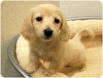 ミニチュアダックスフンド