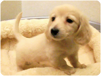 ミニチュアダックスフンド（ロングヘアー） by NIPPON PET（大垣）