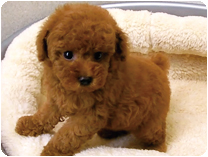 トイプードル by イズミペット（岐阜）