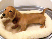 カニンヘンダックス