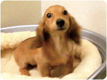 カニンヘンダックスフンド by NIPPON PET（大垣）