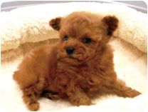 トイプードル by NIPPON PET（大垣）