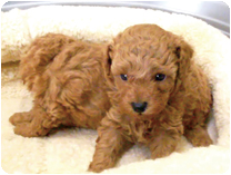 トイプードル出産情報 by NIPPON PET（大垣）