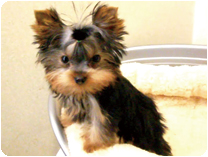 ヨークシャーテリア