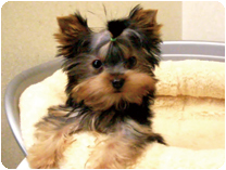 ヨークシャーテリア by イズミペット（岐阜）