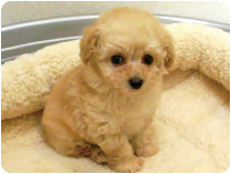 トイプードル by NIPPON PET（大垣）
