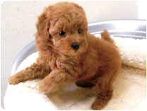 トイプードル