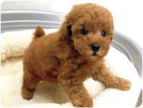 トイプードル by NIPPON PET（大垣）