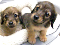 カニンヘンダックスフンド