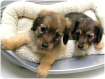 カニンヘンダックスフンド by NIPPON PET（大垣）