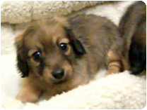 カニンヘンダックスフンド