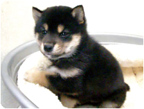 柴犬 by NIPPON PET（大垣）