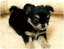 チワワ（ロングコート）