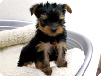 ヨークシャーテリア by イズミペット（岐阜）