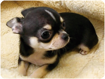 チワワ（スムースコート） by イズミペット（岐阜）